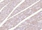 LIFR Rabbit pAb
