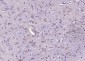 LIFR Rabbit pAb