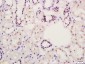 PPAR alpha Rabbit pAb