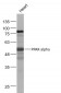 PPAR alpha Rabbit pAb