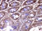 phospho-CK18 (Ser52) Rabbit pAb