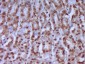 phospho-CK18 (Ser52) Rabbit pAb