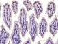 phospho-CK18 (Ser52) Rabbit pAb