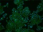FoxP1 Rabbit pAb