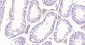 CD36 Rabbit pAb