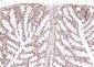 ERCC1 Recombinant Rabbit mAb