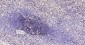 CD8 Recombinant Rabbit mAb