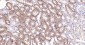 CD36 Rabbit pAb