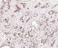 Hrasls3 Rabbit pAb