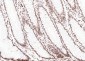ERCC1 Recombinant Rabbit mAb