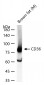 CD36 Rabbit pAb