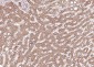 P4HB Recombinant Mouse mAb