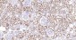 LRP2 Recombinant Rabbit mAb
