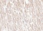LIFR Rabbit pAb