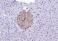 RPL5 Rabbit pAb