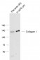Pro-Alpha 1 type I collagen Rabbit pAb