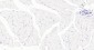 LRP2 Recombinant Rabbit mAb