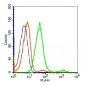 Collagen IV Rabbit pAb