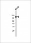EIF4B  Antibody