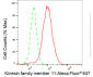 KD-Validated Anti-Kinesin family member 11 Rabbit Monoclonal Antibody