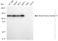 KD-Validated Anti-Kinesin family member 11 Rabbit Monoclonal Antibody