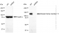 KD-Validated Anti-Kinesin family member 11 Rabbit Monoclonal Antibody