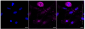 KD-Validated Anti-ABCB1 Rabbit Monoclonal Antibody
