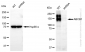 KD-Validated Anti-ABCB1 Rabbit Monoclonal Antibody