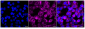 KD-Validated Anti-TMEM173 Rabbit Monoclonal Antibody