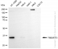 KD-Validated Anti-TMEM173 Rabbit Monoclonal Antibody