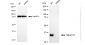 KD-Validated Anti-TMEM173 Rabbit Monoclonal Antibody