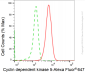KD-Validated Anti-Cyclin dependent kinase 5 Rabbit Monoclonal Antibody