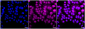 KD-Validated Anti-Cyclin dependent kinase 5 Rabbit Monoclonal Antibody