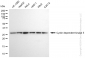 KD-Validated Anti-Cyclin dependent kinase 5 Rabbit Monoclonal Antibody