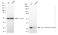 KD-Validated Anti-Cyclin dependent kinase 5 Rabbit Monoclonal Antibody