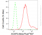KD-Validated Anti-ACAP2 Rabbit Monoclonal Antibody