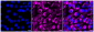KD-Validated Anti-ACAP2 Rabbit Monoclonal Antibody