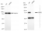 KD-Validated Anti-ACAP2 Rabbit Monoclonal Antibody