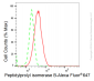 KD-Validated Anti-Peptidylprolyl isomerase B Rabbit Monoclonal Antibody