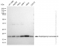 KD-Validated Anti-Peptidylprolyl isomerase B Rabbit Monoclonal Antibody