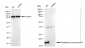 KD-Validated Anti-Peptidylprolyl isomerase B Rabbit Monoclonal Antibody