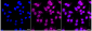 KD-Validated Anti-Rab9 Rabbit Monoclonal Antibody