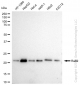 KD-Validated Anti-Rab9 Rabbit Monoclonal Antibody