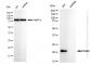 KD-Validated Anti-Rab9 Rabbit Monoclonal Antibody