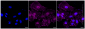 KD-Validated Anti-DSTN Rabbit Monoclonal Antibody
