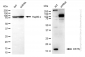 KD-Validated Anti-DSTN Rabbit Monoclonal Antibody
