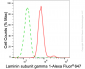 KD-Validated Anti-Laminin gamma 1 Rabbit Monoclonal Antibody