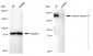 KD-Validated Anti-Laminin gamma 1 Rabbit Monoclonal Antibody