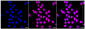 KD-Validated Anti-Parkinsonism associated deglycase Rabbit Monoclonal Antibody