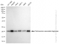 KD-Validated Anti-Parkinsonism associated deglycase Rabbit Monoclonal Antibody